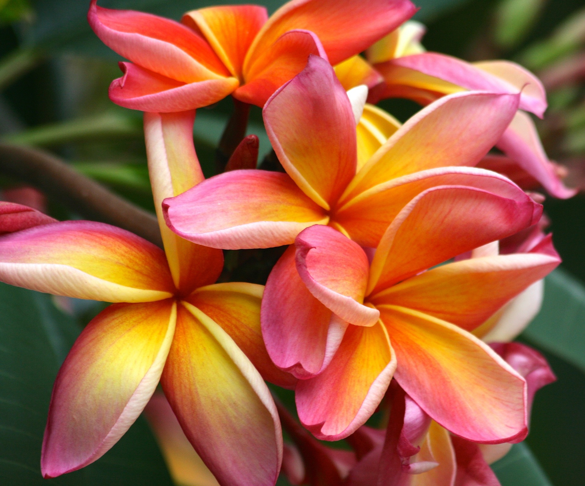 Plumeria How to Plant, Grow, and Care for Plumeria Trees